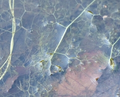 Utricularia radiata