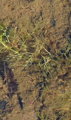 Utricularia radiata