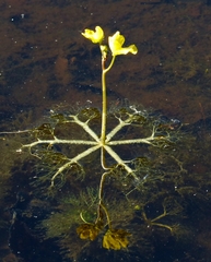 Utricularia radiata