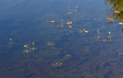 Utricularia radiata