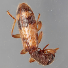 Cymatodera undulata