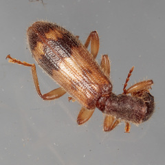 Cymatodera undulata