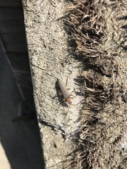 Copidita quadrimaculata