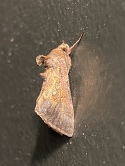 Argyrogramma verruca