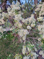Melaleuca trichostachya
