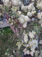 Melaleuca trichostachya