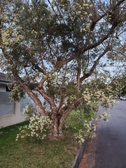 Melaleuca trichostachya