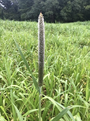 Cenchrus americanus, photograph 4