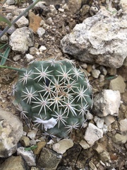 Coryphantha salinensis