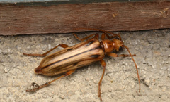 Ortholeptura valida