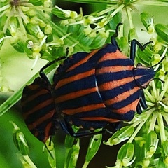 Graphosoma rubrolineatum