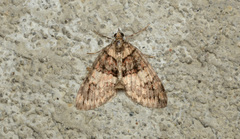 Hydriomena californiata
