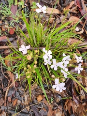 Stylidium affine