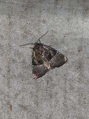 Meropleon ambifusca
