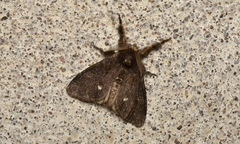 Dasychira grisefacta