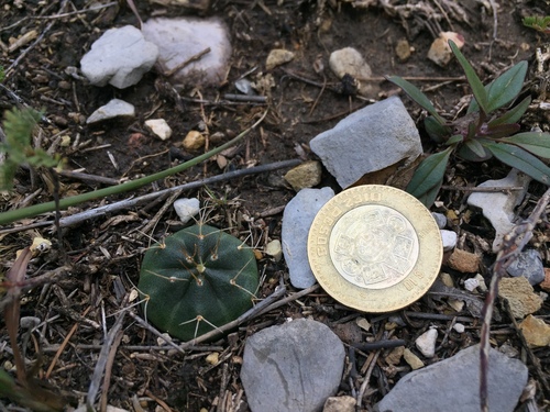 Echinocereus knippelianus