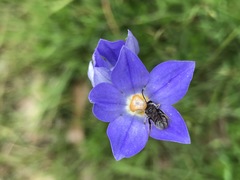 Wahlenbergia stricta stricta