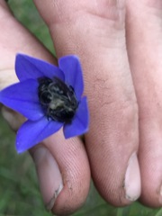 Wahlenbergia stricta stricta