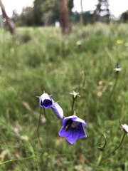Wahlenbergia stricta stricta