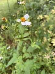 Bidens alba