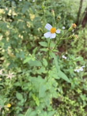 Bidens alba
