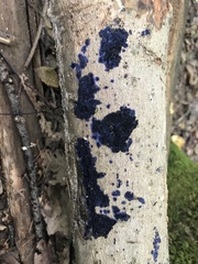 Terana