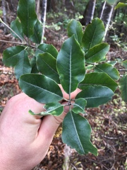 Pittosporum huttonianum