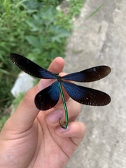 Matrona basilaris