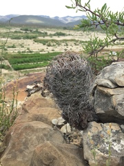 Astrophytum capricorne