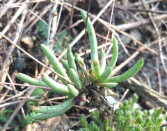 Phemeranthus calcaricus