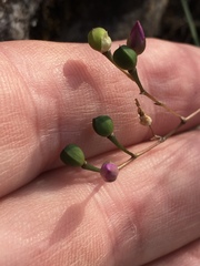 Phemeranthus calcaricus