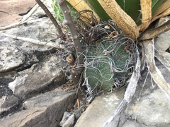 Astrophytum capricorne