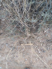 Aristida purpurea perplexa