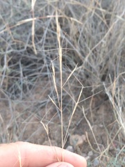 Aristida purpurea perplexa
