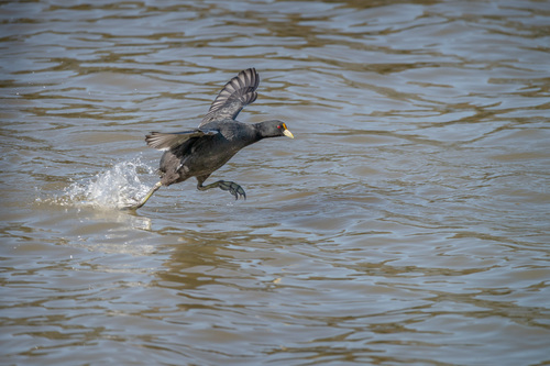 White-winged Coot (Fulica leucoptera)