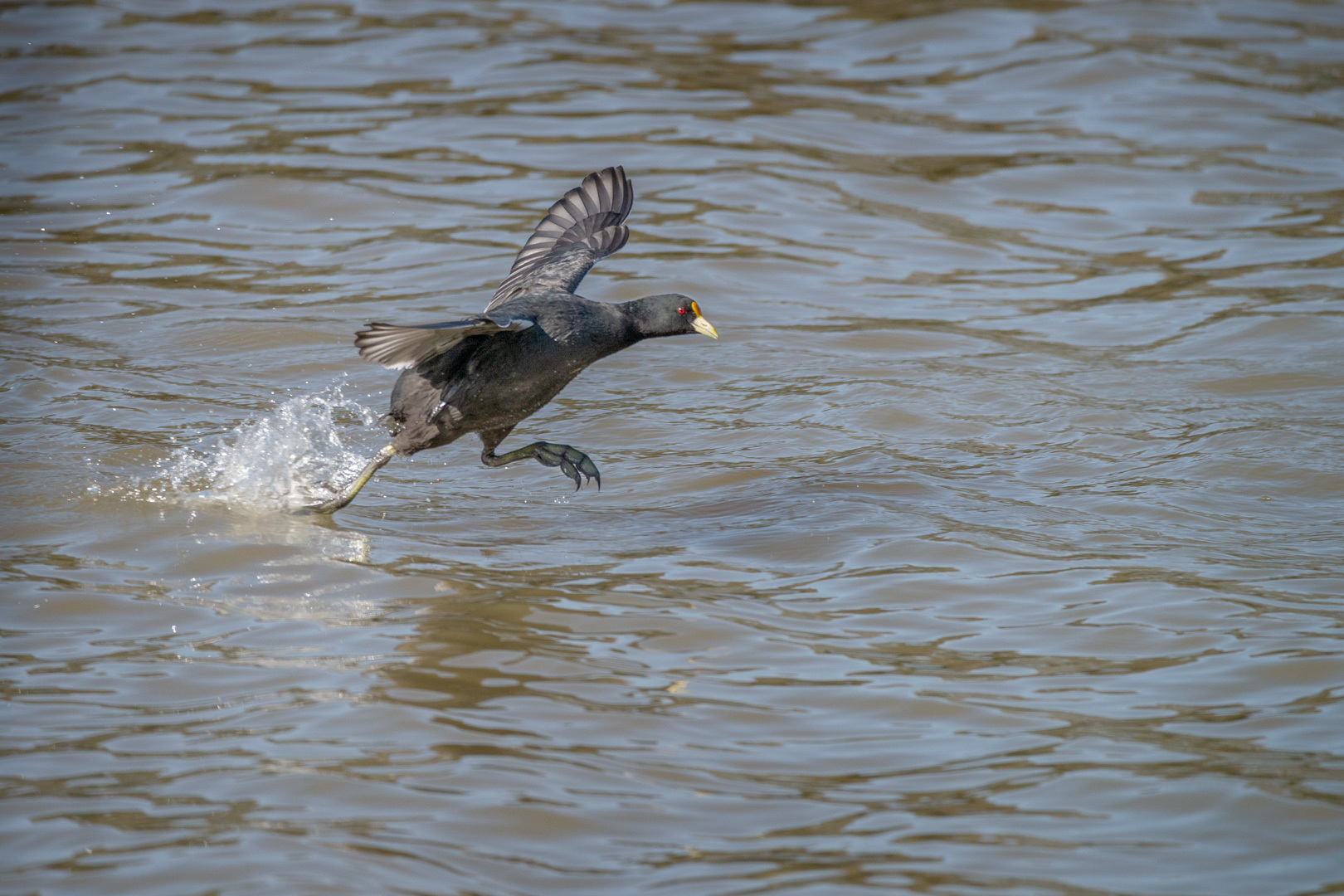 White-winged Coot illustration