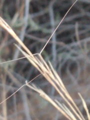 Aristida purpurea perplexa