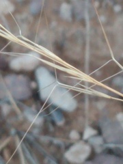 Aristida purpurea perplexa
