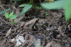 Physalaemus albonotatus