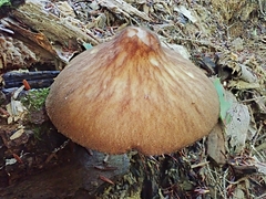 Pluteus granularis