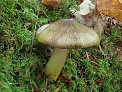 Tricholoma davisiae