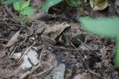 Physalaemus albonotatus