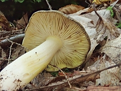 Tricholoma davisiae