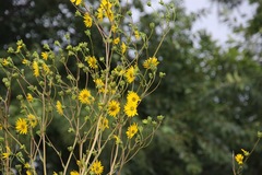 Silphium terebinthinaceum