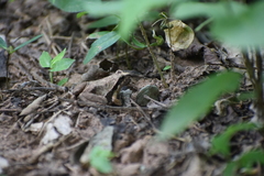 Physalaemus albonotatus