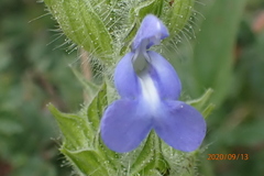 Salvia hirsuta