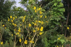 Silphium terebinthinaceum