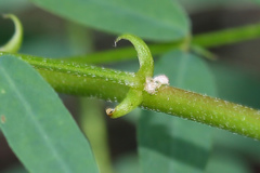 Astragalus neglectus