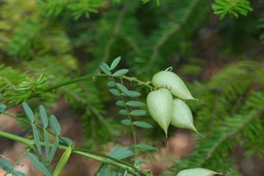 Astragalus neglectus