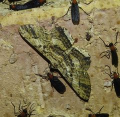 Ruttellerona pseudocessaria